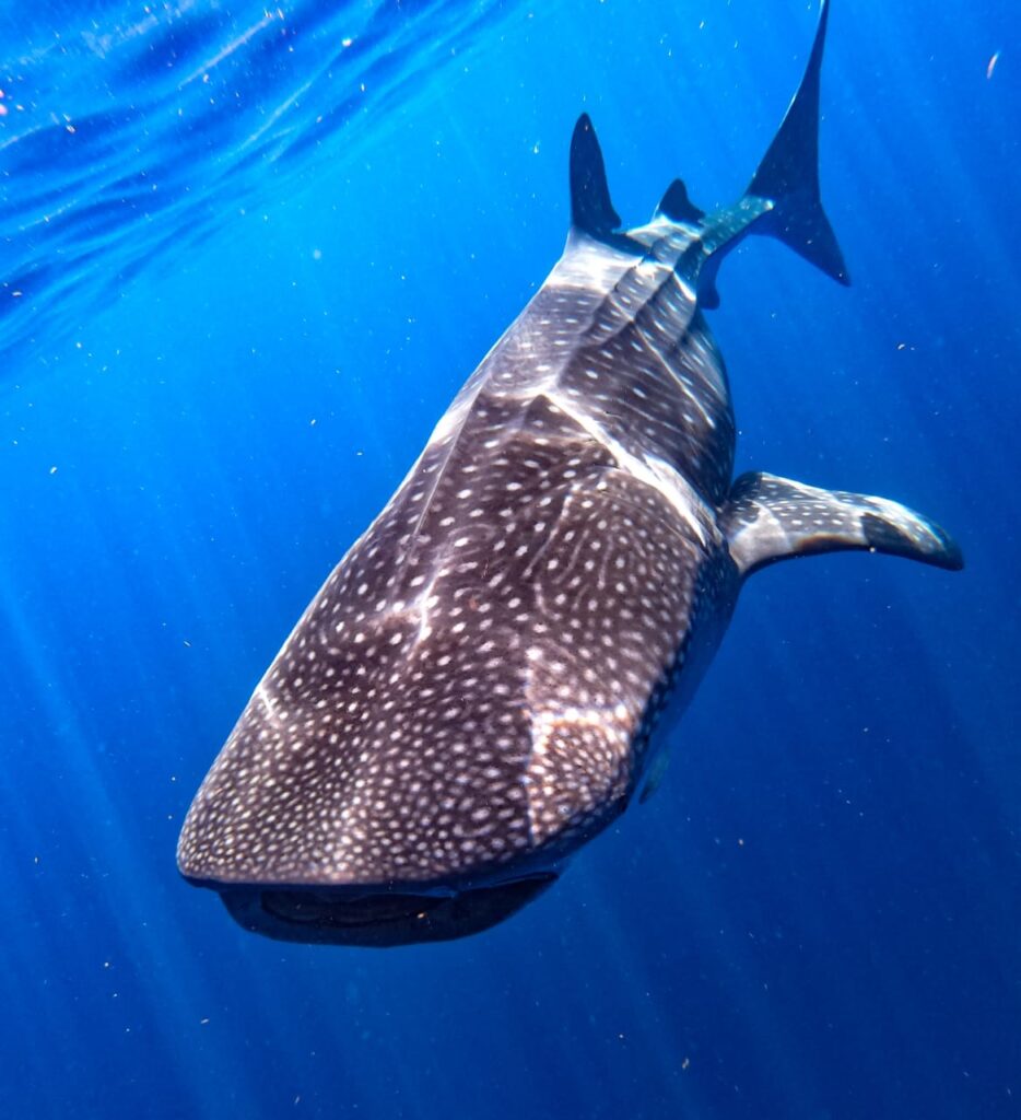 tiburon-ballena-caribe-mexicano