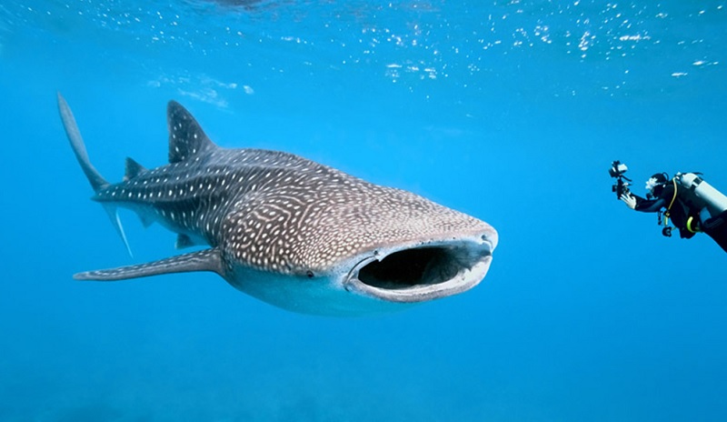 avistamiento-tiburon-ballena-isla-contoy