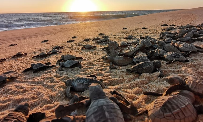 tortugas corren al mar